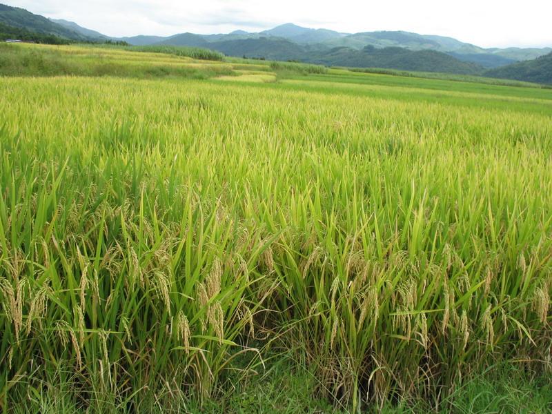 農(nóng)作物病害檢測(cè)儀，為農(nóng)戶種植提供便利條件