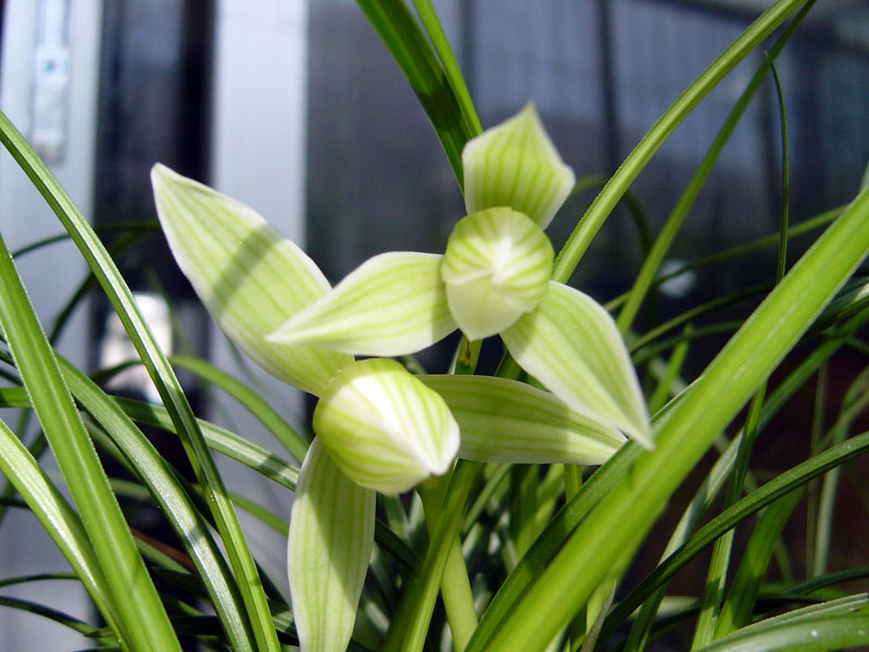 想要讓蘭花多發(fā)芽，定期施肥是關(guān)鍵