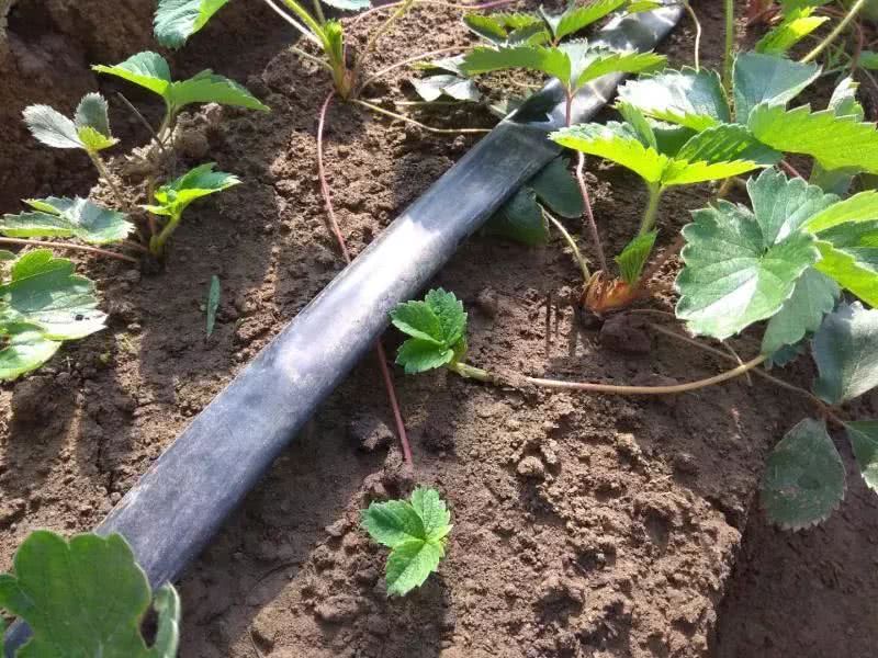 霍爾德土壤水勢傳感器，是用于灌溉管理的可靠儀器